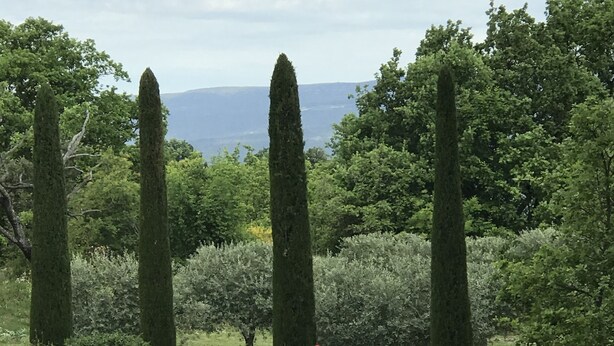 Ein Garten mit verschiedenen Bäumen und Sträuchern, darunter hohe Nadelbäume und ein kleiner Baum in einem Topf.