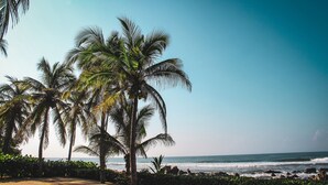 Una playa con palmeras y vista al océano.