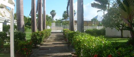 A pathway flanked by palm trees and red flowers leading to a building with a white facade.