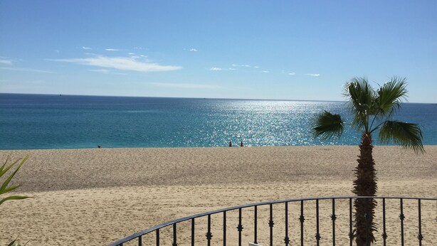 Una spiaggia con una palma e una ringhiera.