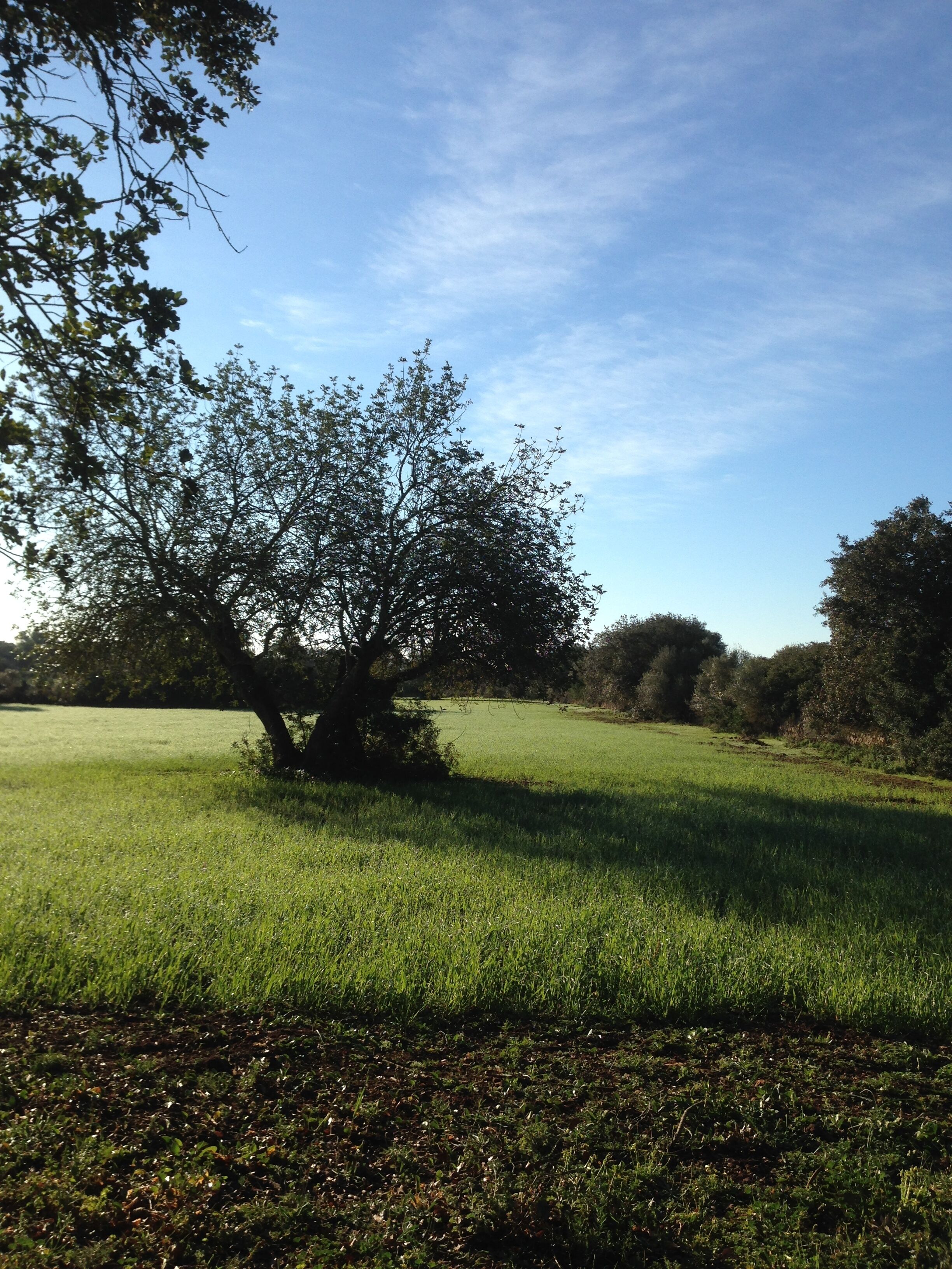 Un campo cubierto de hierba con un gran árbol en el centro, rodeado de árboles y un cielo despejado.