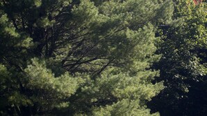 Ein großer Baum in einer grünen Wiese, hinter dem sich ein Gebäude im Verborgenen befindet.