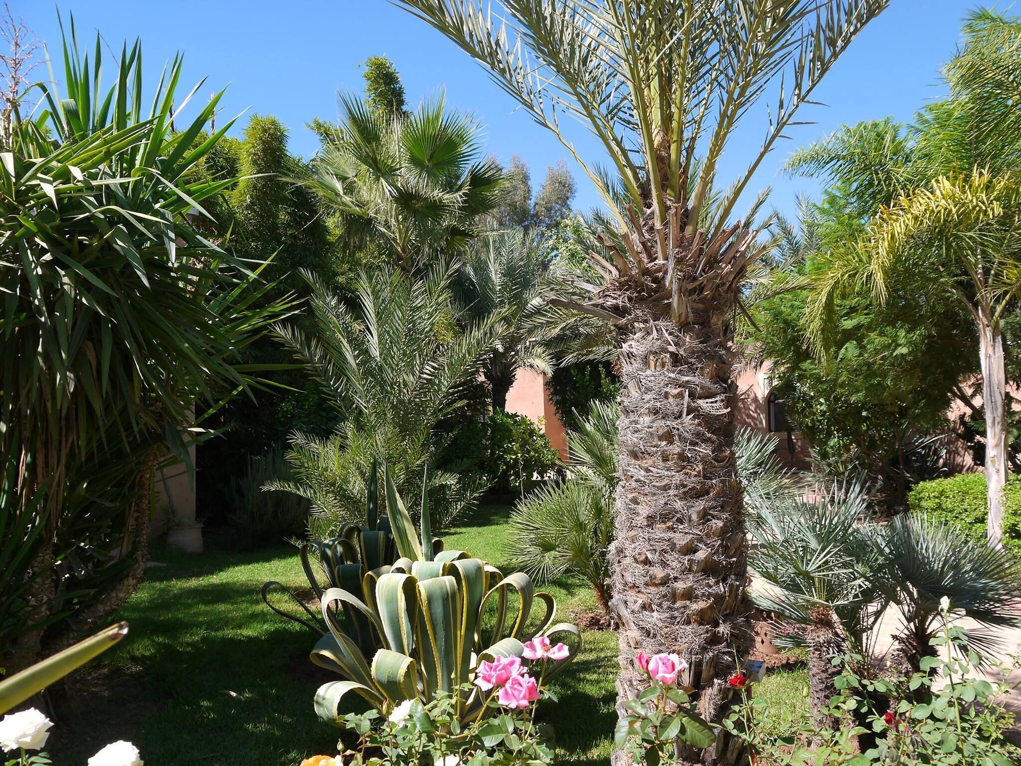 Un giardino con diverse piante, tra cui una palma, agave e fiori.