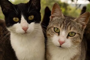 Botó d’imatge sense classificar, 5 de 19