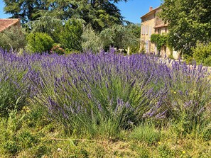 Un champ de lavande avec un bâtiment en pierre en arrière-plan.