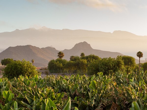 Paesaggio desertico con montagne sullo sfondo e vegetazione rigogliosa in primo piano.