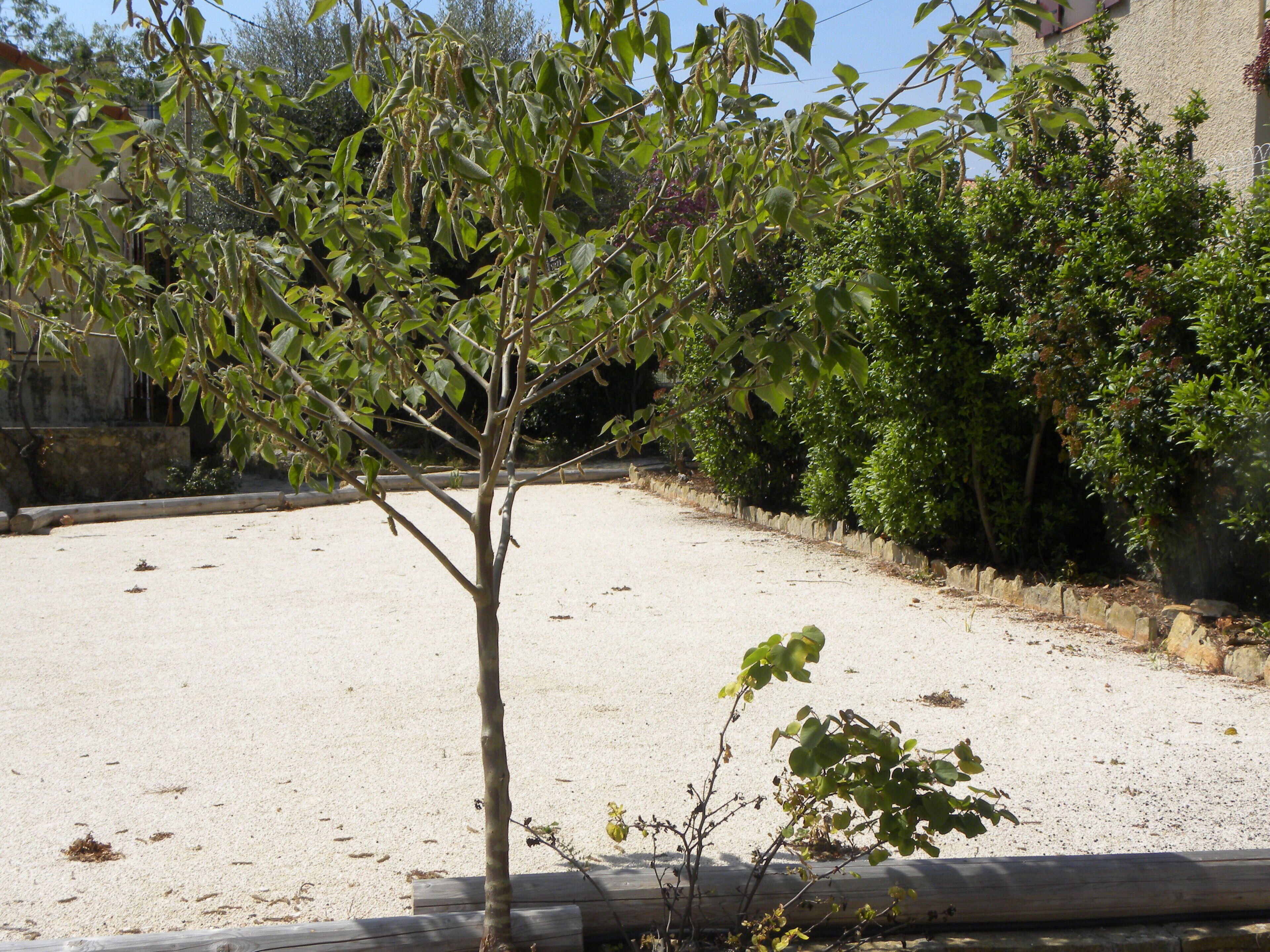 A tree in a sandy area with a stone wall and dense foliage in the background.