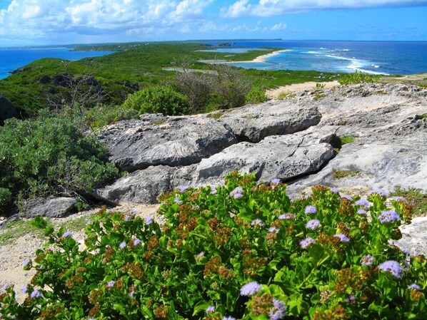A rocky landscape with green vegetation and a view of the ocean. - Locastudio "Carambole", tranquil stay close to the sea (Sainte-Anne)
