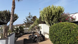 Un jardín con una palmera, un cactus y un seto.