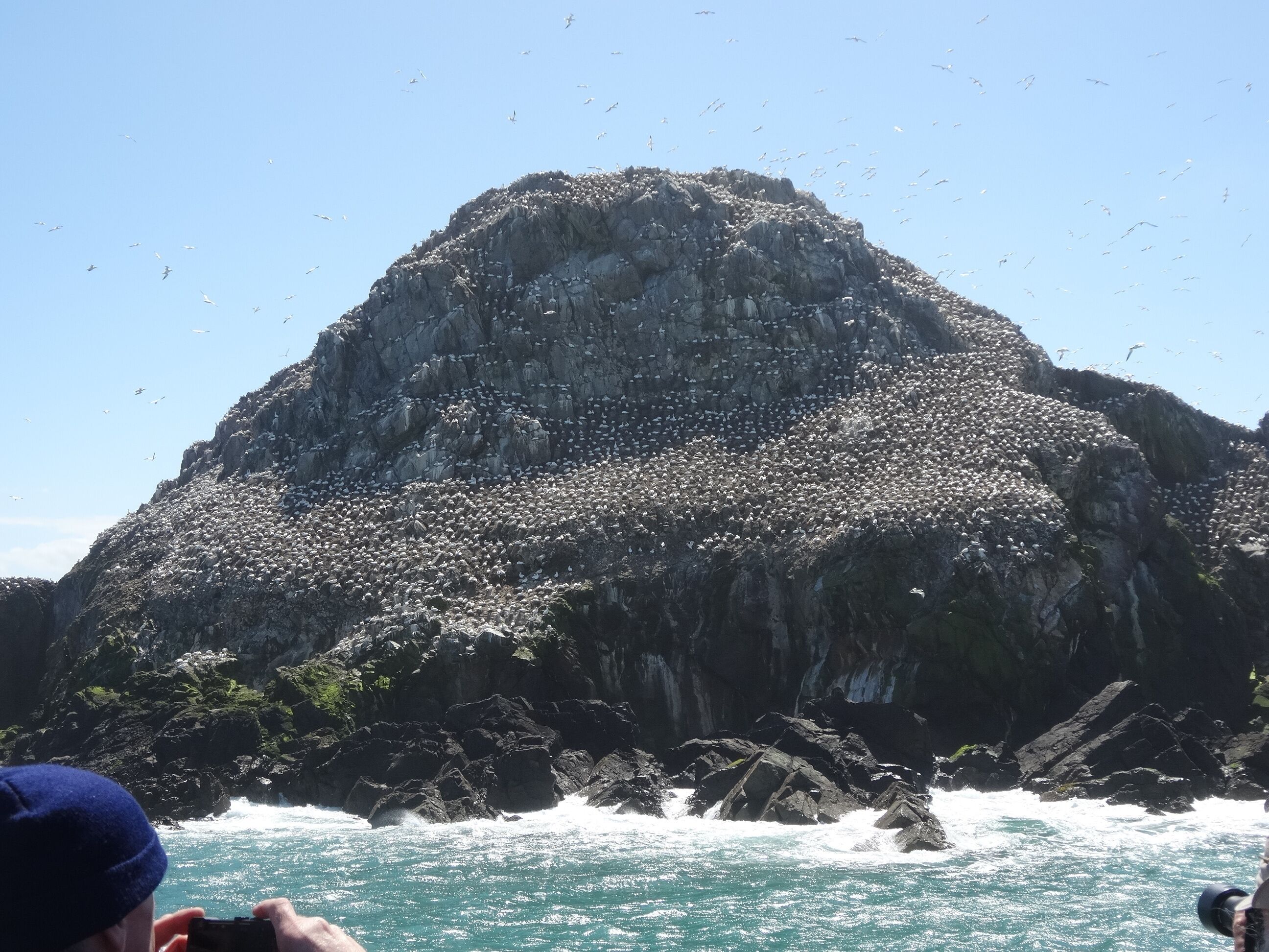 Une falaise rocheuse où se perche un groupe d’oiseaux.