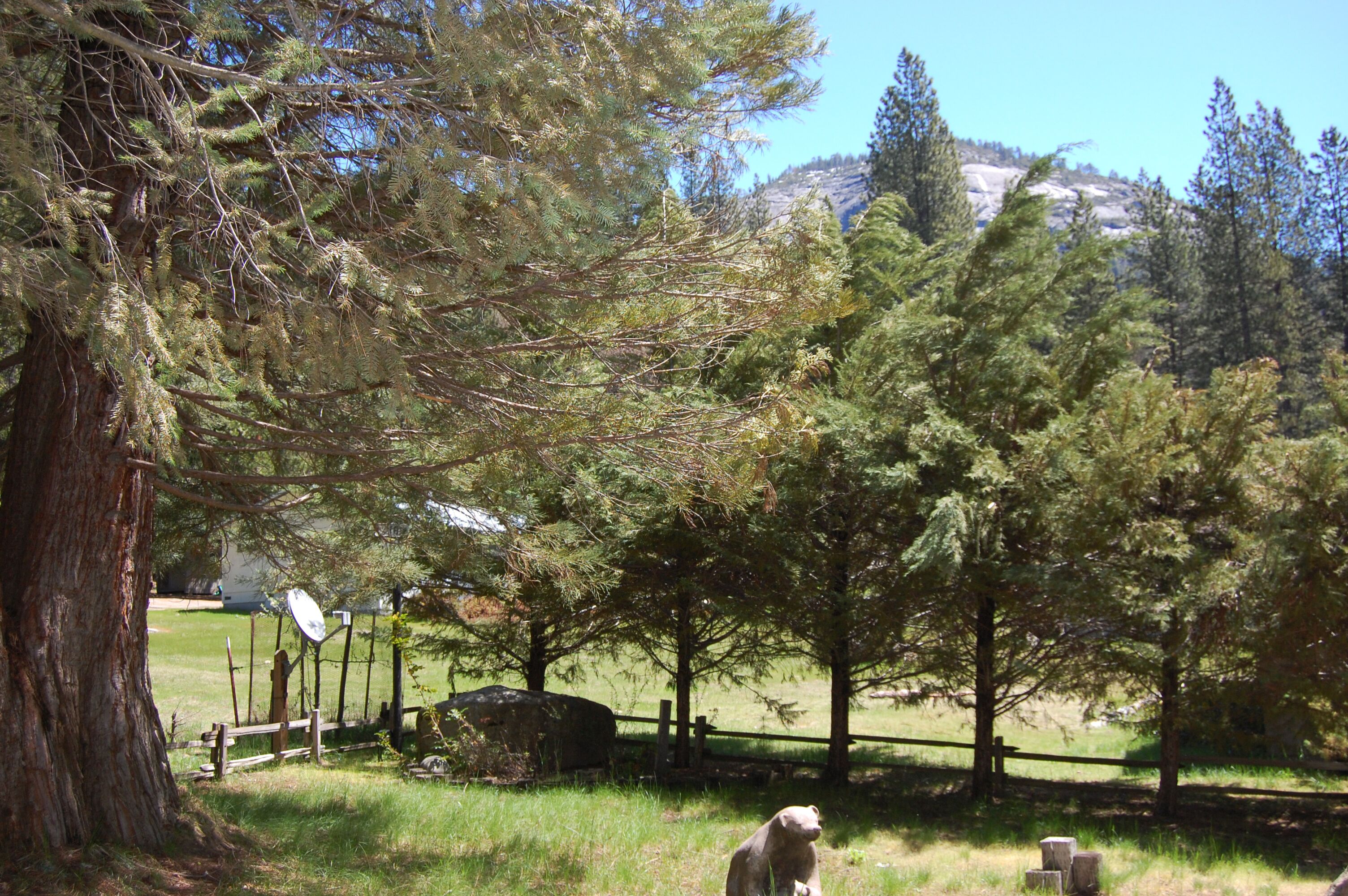 Paisatge natural amb un arbre gran, una tanca de fusta i una estàtua d'ós.