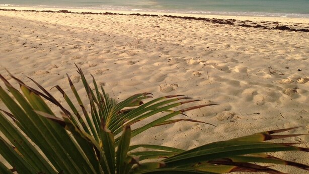 A beach with a rainbow over the ocean. - Magnificent beach front condo with pool and restaurant/bar (Freeport)