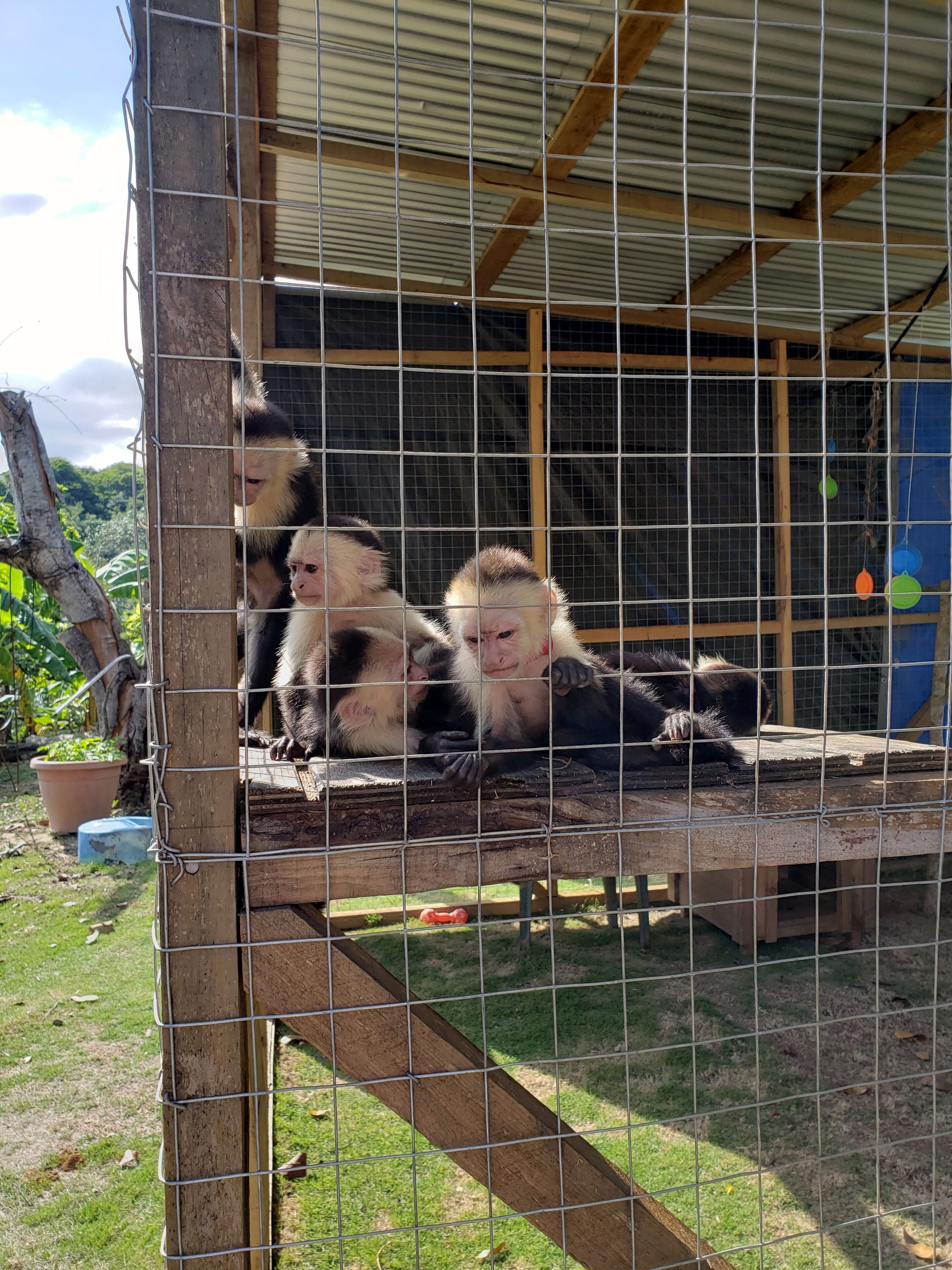 A monkey enclosure with a wooden platform and metal mesh walls.