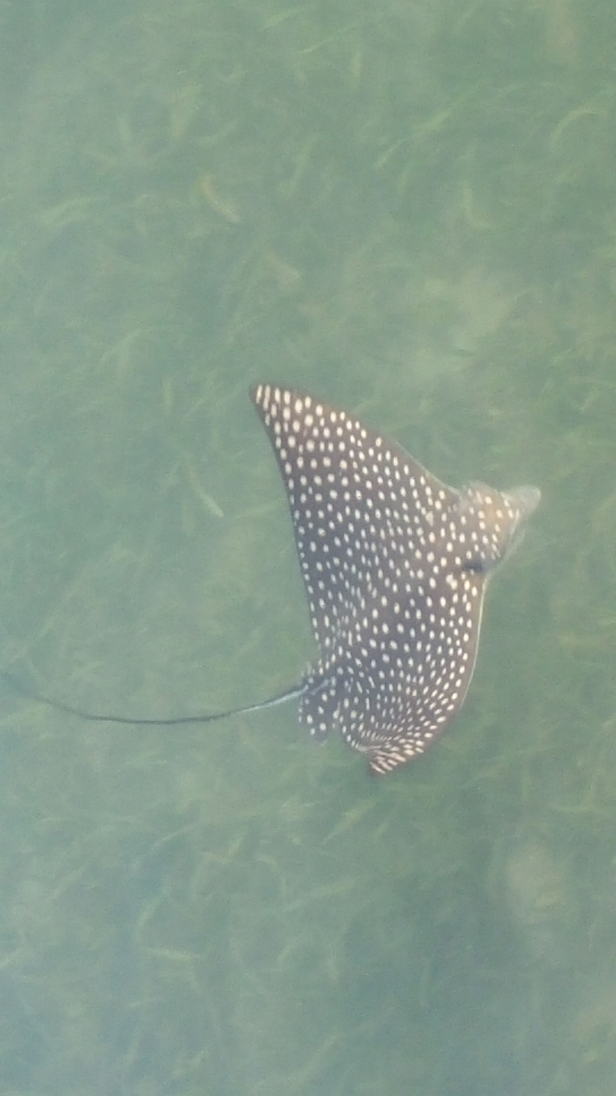 Un seul requin nageant dans une eau claire.