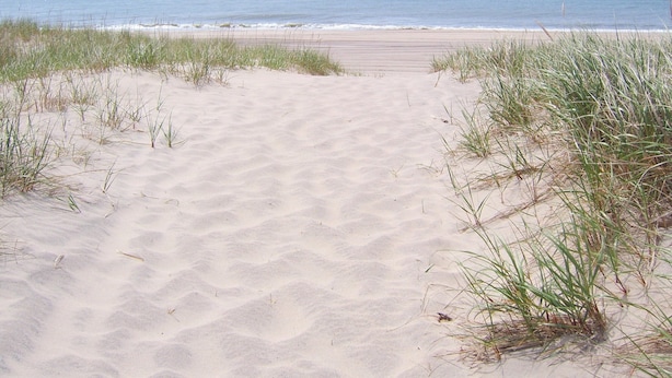 A sandy beach path leading to the ocean with grass on either side. - Town walking distance-Bridgehampton Cottage (Bridgehampton)
