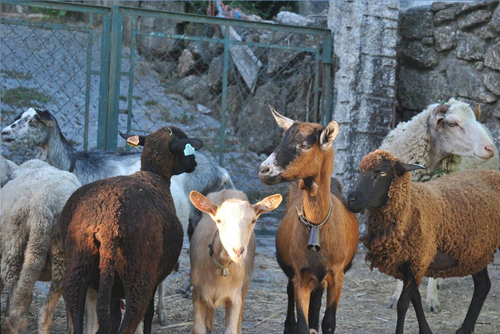Un grupo de cabras y ovejas en un corral con un muro de piedra y una reja de metal.