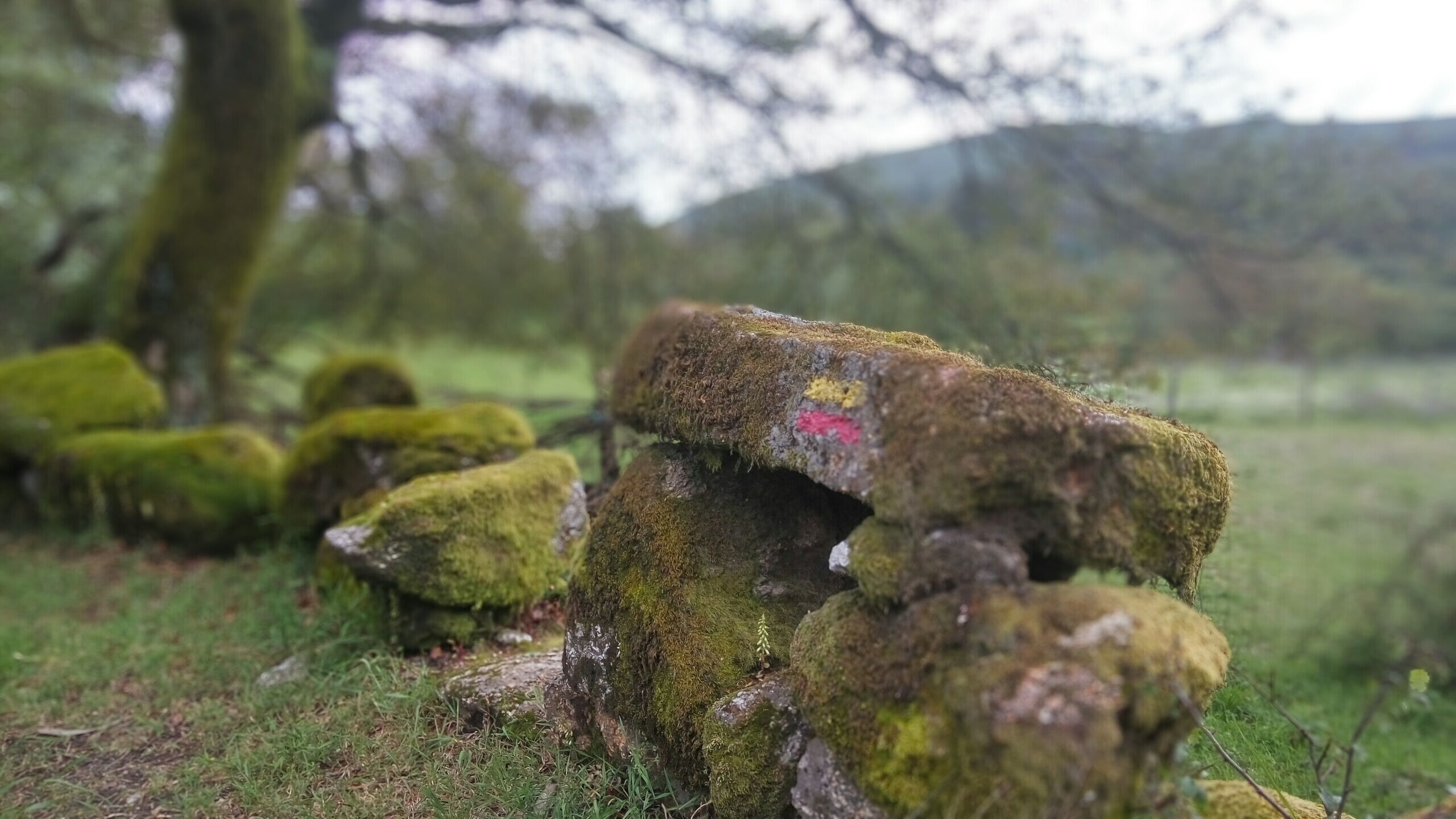 Moss-covered rocks in a natural setting.