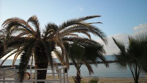 A beach with palm trees and a clear view of the sea.