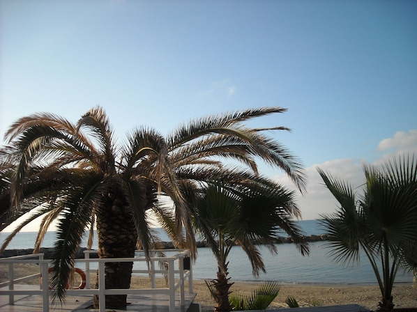 Eine Strandansicht mit Palmen und blauem Himmel.