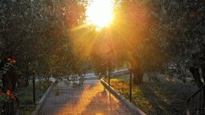 Un chemin pavé traverse un jardin où les arbres laissent filtrer la lumière du soleil.