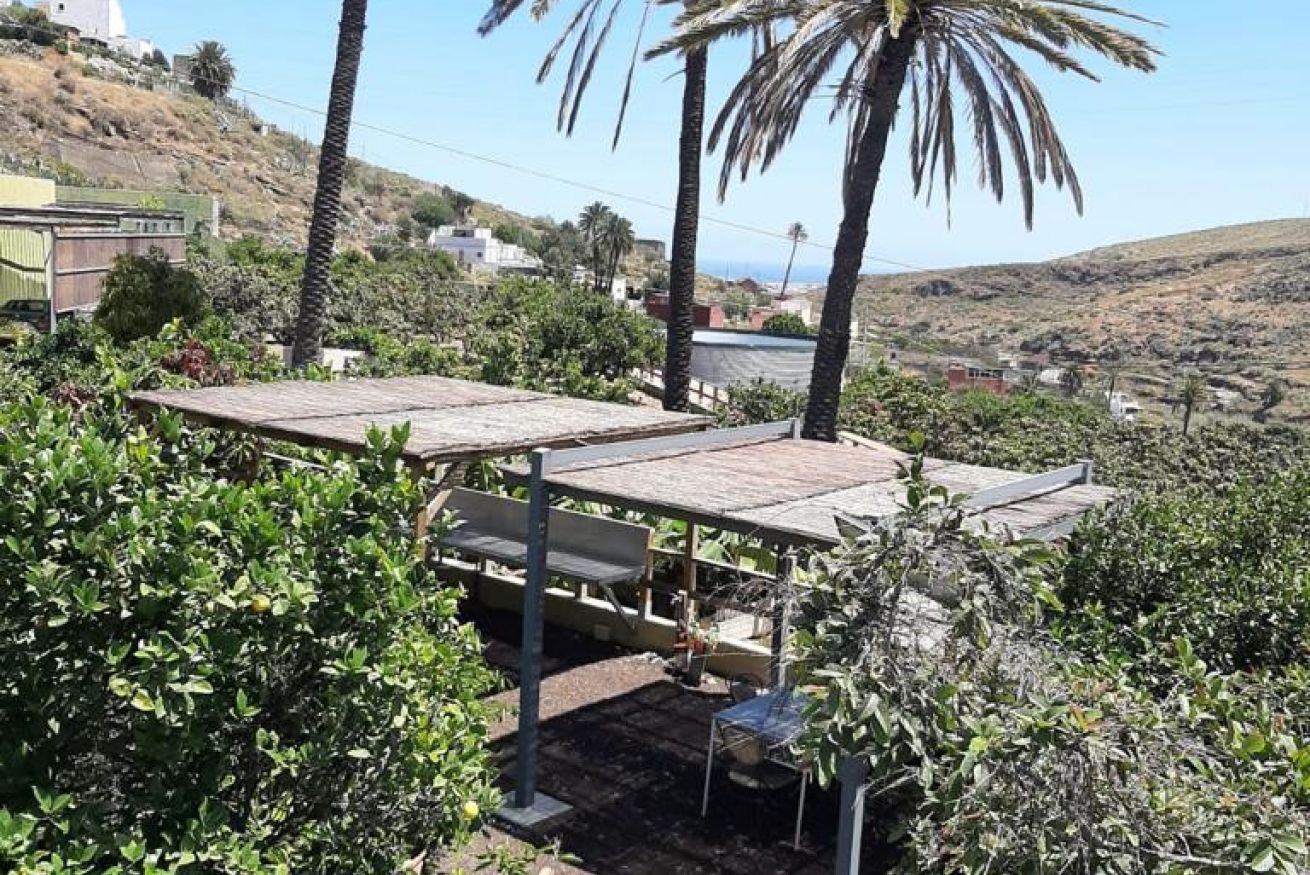 A rooftop garden with a pergola, surrounded by greenery and palm trees.