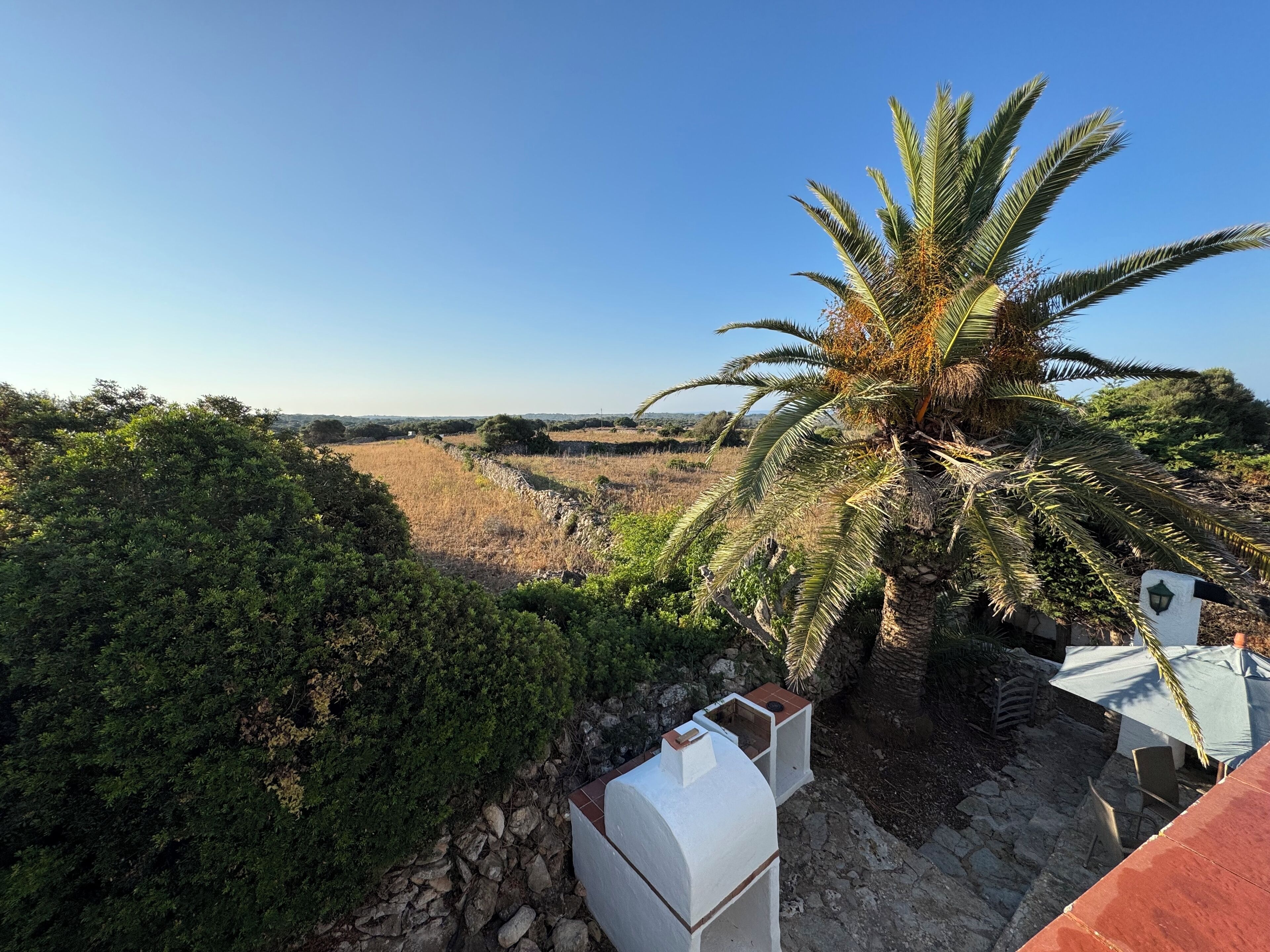 A view of a rural landscape with a palm tree and stone walls.