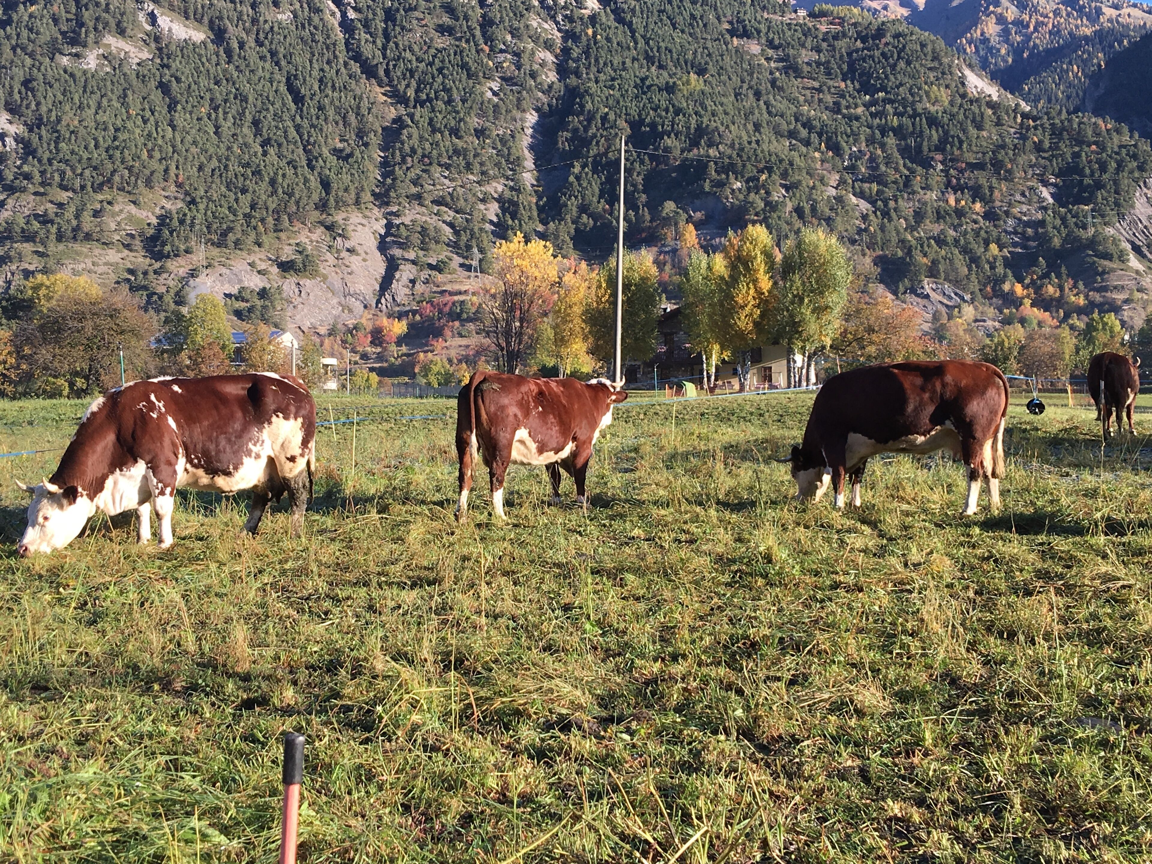 Un paysage rural avec des vaches qui paissent dans un champ, entouré de montagnes et d’arbres aux couleurs automnales.