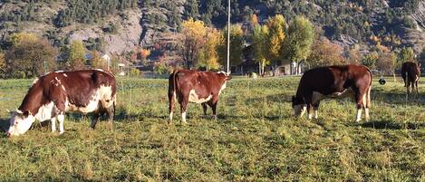 Un paysage rural avec des vaches qui paissent dans un champ, entouré de montagnes et d’arbres aux couleurs automnales.