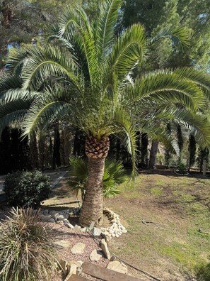 Property grounds - HUGE VILLA, SPORTS AND GAMES ROOM, 5 MINUTES FROM THE SEA, WOODED GARDEN (Altea)