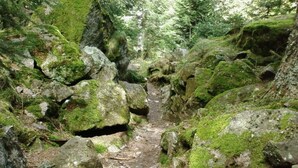 A narrow, rocky path through a forested area with large moss-covered rocks and dense greenery. - Lovingly furnished attic vacation apartment in Vosges house (up to 4 people maximum) (Hohrod)