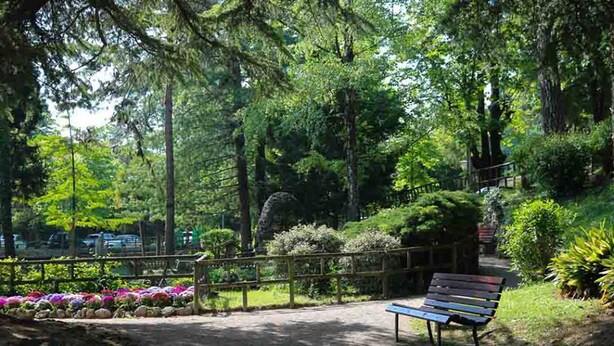 Un banc dans un parc, au bord d’un sentier de terre, entouré d’une végétation luxuriante et d’arbres.