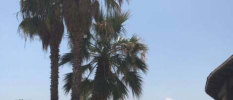 حمام سباحة