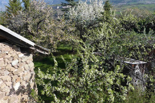 Back of the house during Springtime