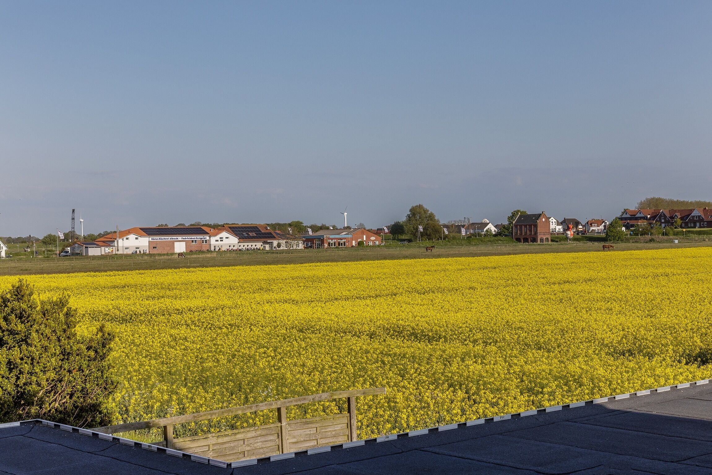A rural landscape with a field of yellow flowers, houses, and a wind turbine.