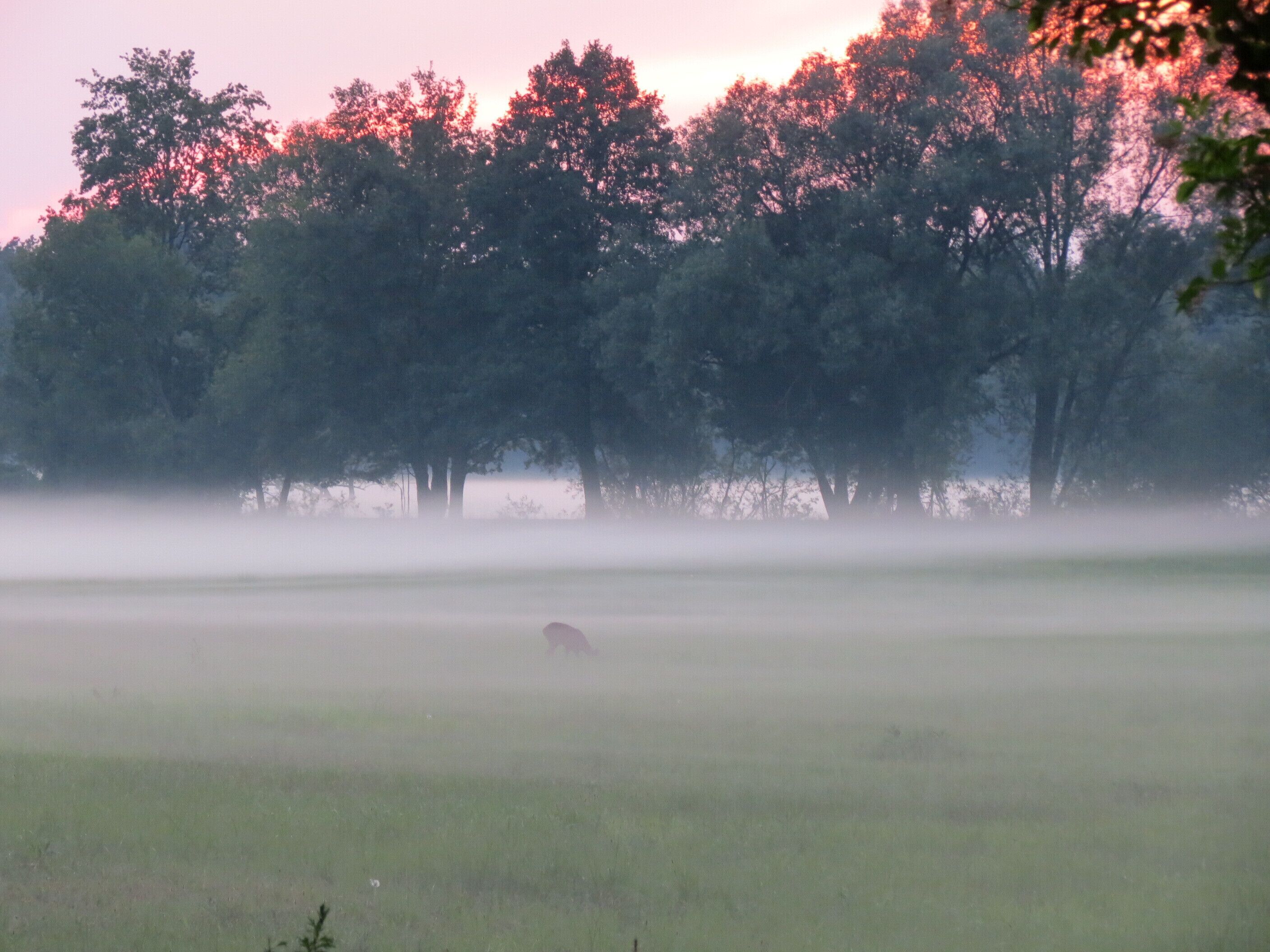 A foggy landscape with trees and a clear sky.