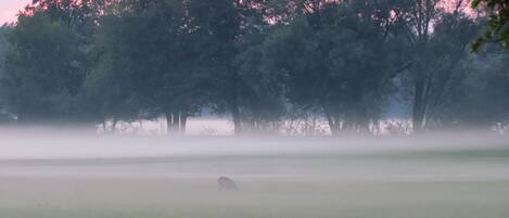 A foggy landscape with trees and a clear sky.