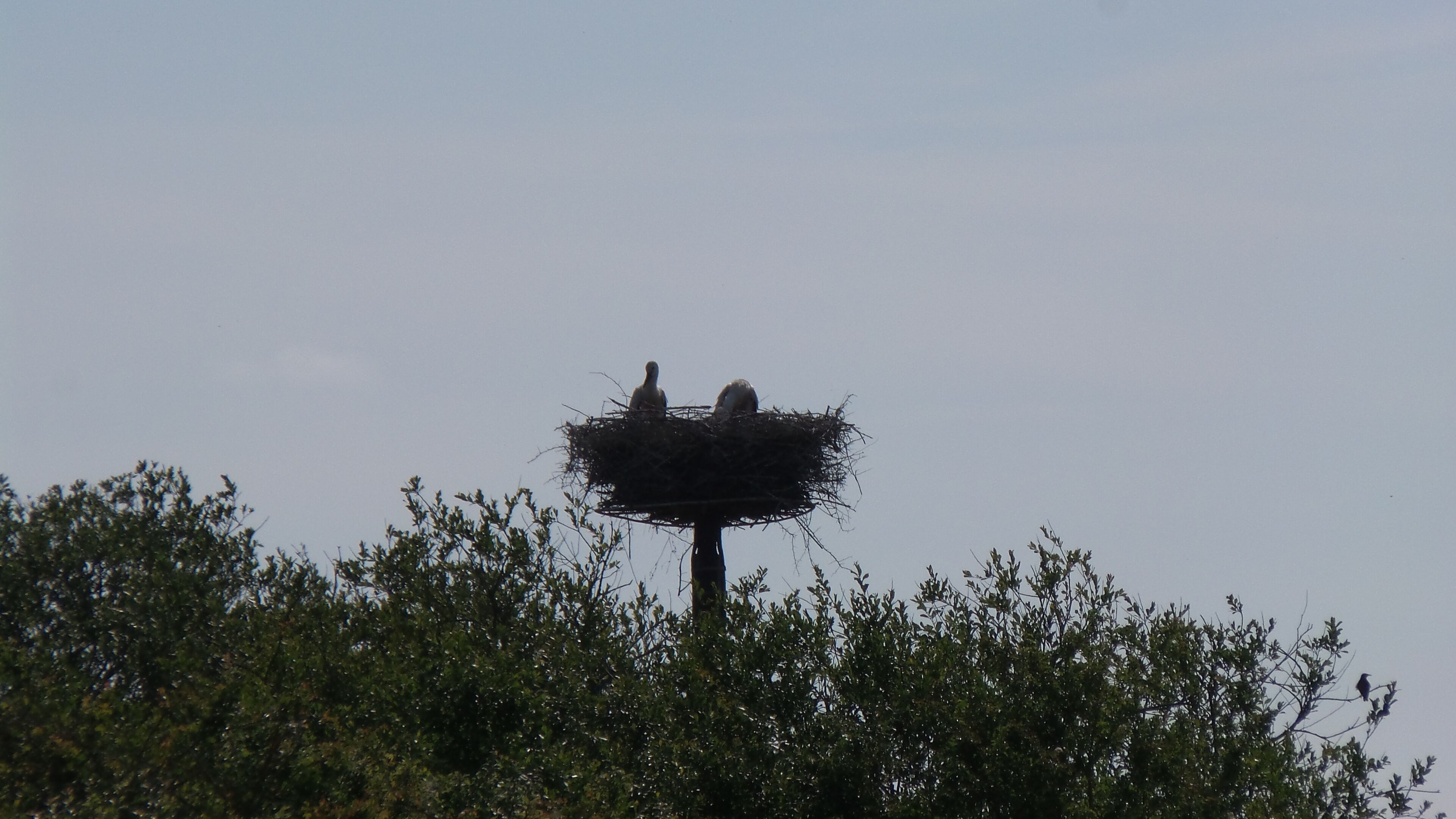 Un nid d’oiseau dans un arbre.