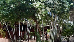 A garden with a variety of plants, including a large tree with white flowers, a palm tree, and a bamboo grove. There is a paved walkway and a small bridge leading to a wooden structure.
