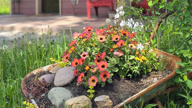 Ein Garten mit verschiedenen Blumen und einem rustikalen Gartenschubkarre.