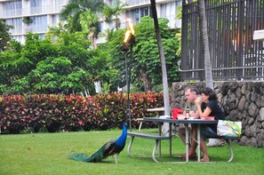 Un paon se trouve près d’une table où des personnes dînent, entouré d’une végétation luxuriante et avec un bâtiment en arrière-plan.