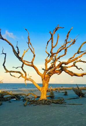 Ein großer, abgestorbener Baum mit verdrehten Ästen an einem sandigen Strand.