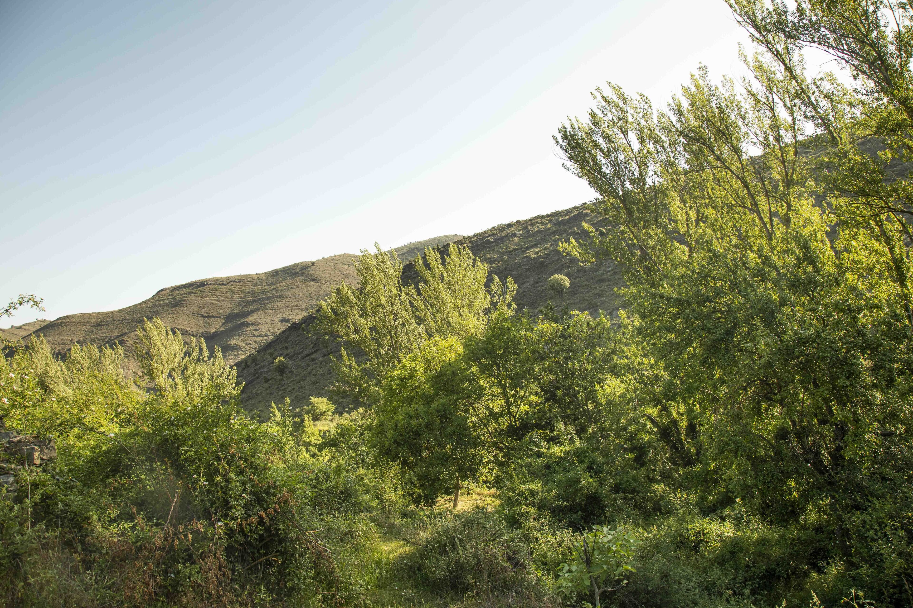 A natural landscape with dense green vegetation and a hill in the background.