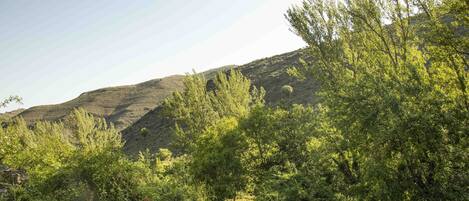 A natural landscape with dense green vegetation and a hill in the background.