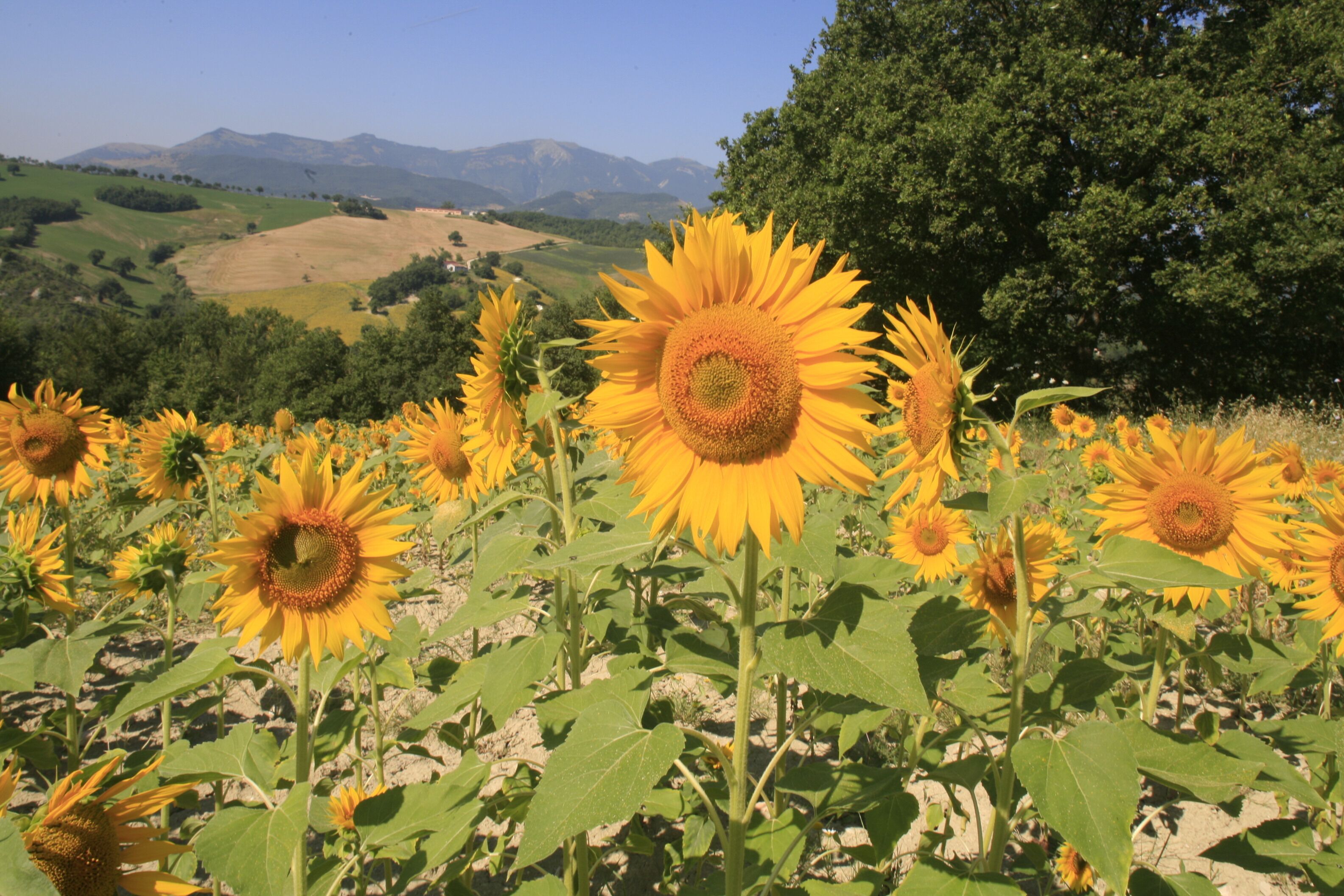 Apartment with swimming pool with fantastic view and close to the sea