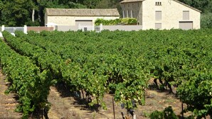 Un vignoble avec des rangées de vignes et, au fond, un bâtiment en pierre surmonté d’un toit de tuiles.