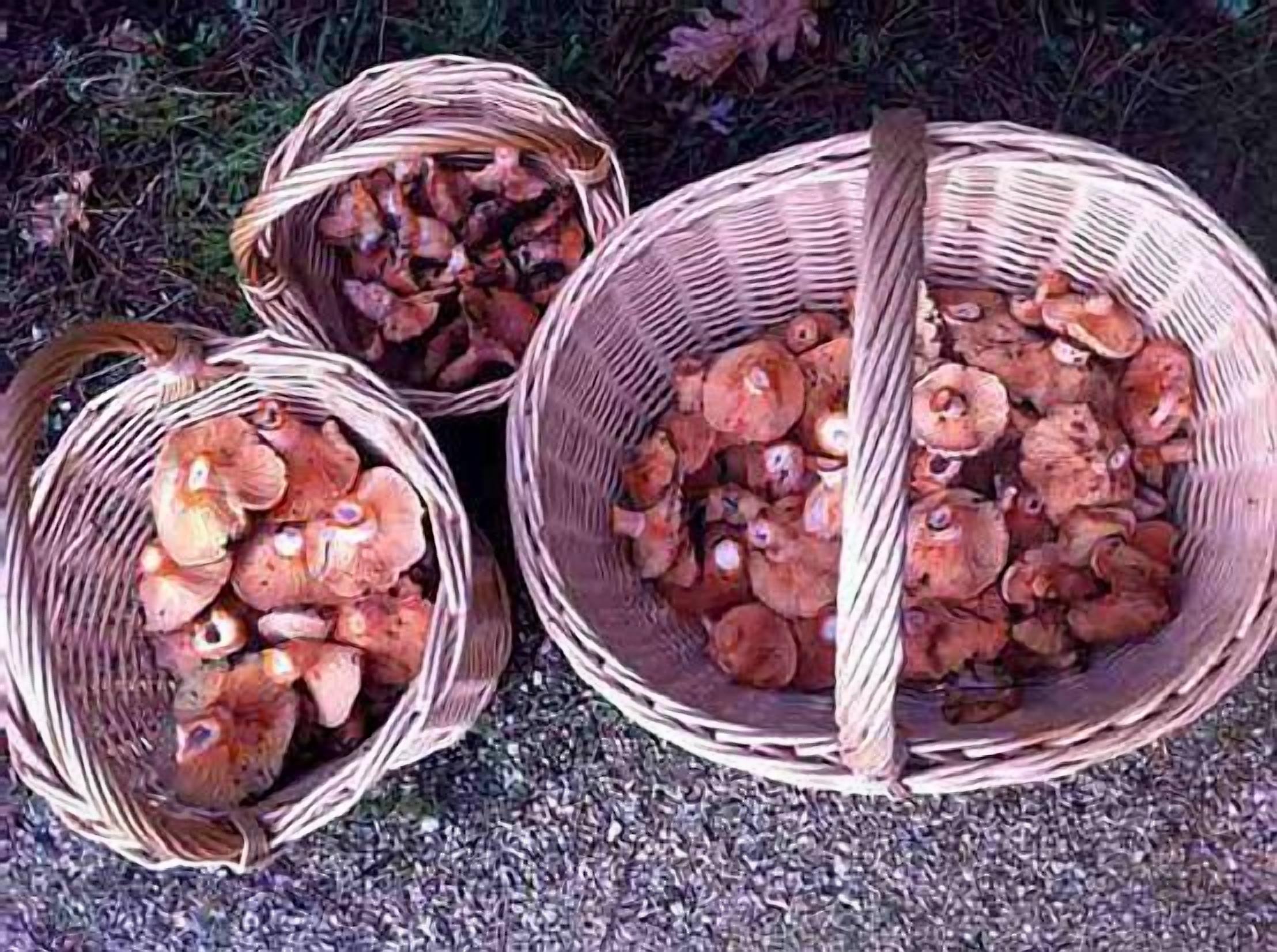 Tres cestas de mimbre llenas de setas.