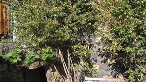 Un banc en pierre, placé dans un espace ombragé, avec un mur rocheux et un feuillage dense.