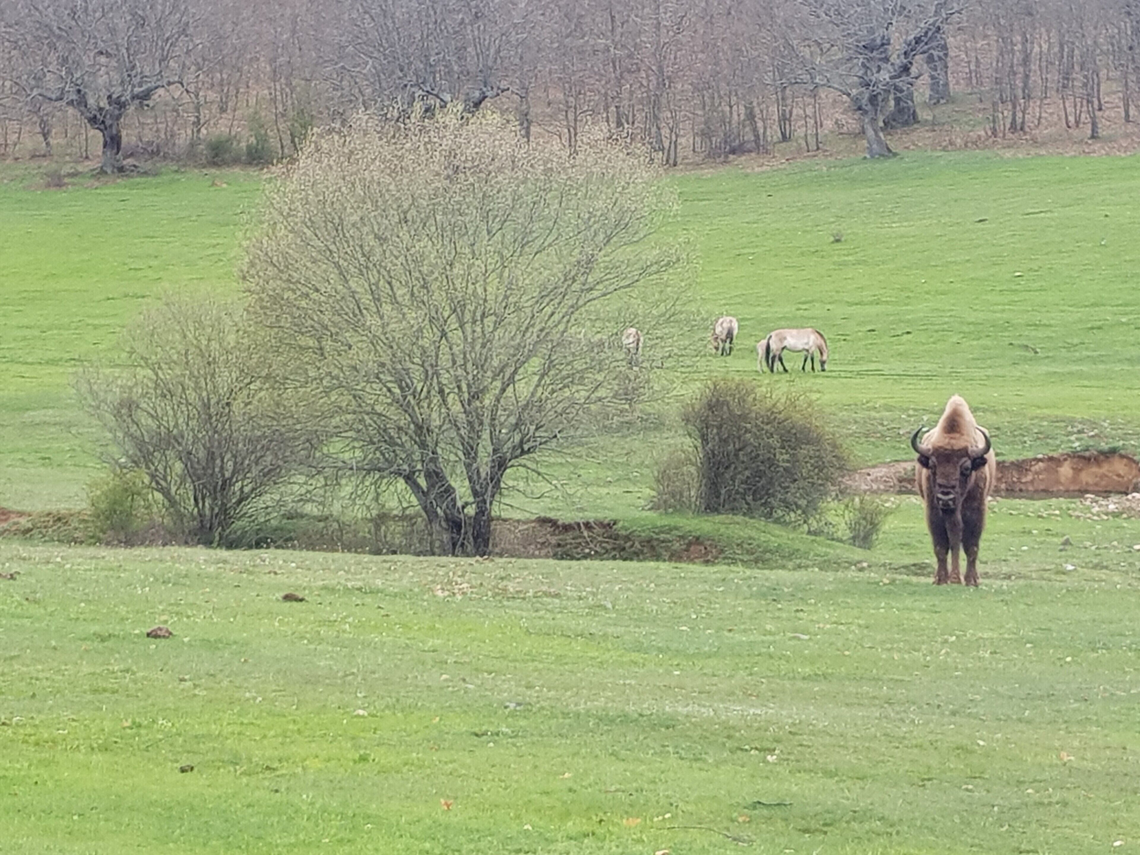 A grassy field with a few trees and a cow in the foreground.