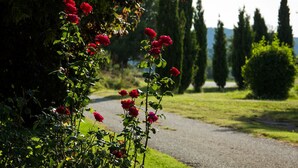 Um caminho ladeado por vegetação exuberante e rosas vermelhas, que leva a uma estrada com vista para árvores e colinas ao longe.