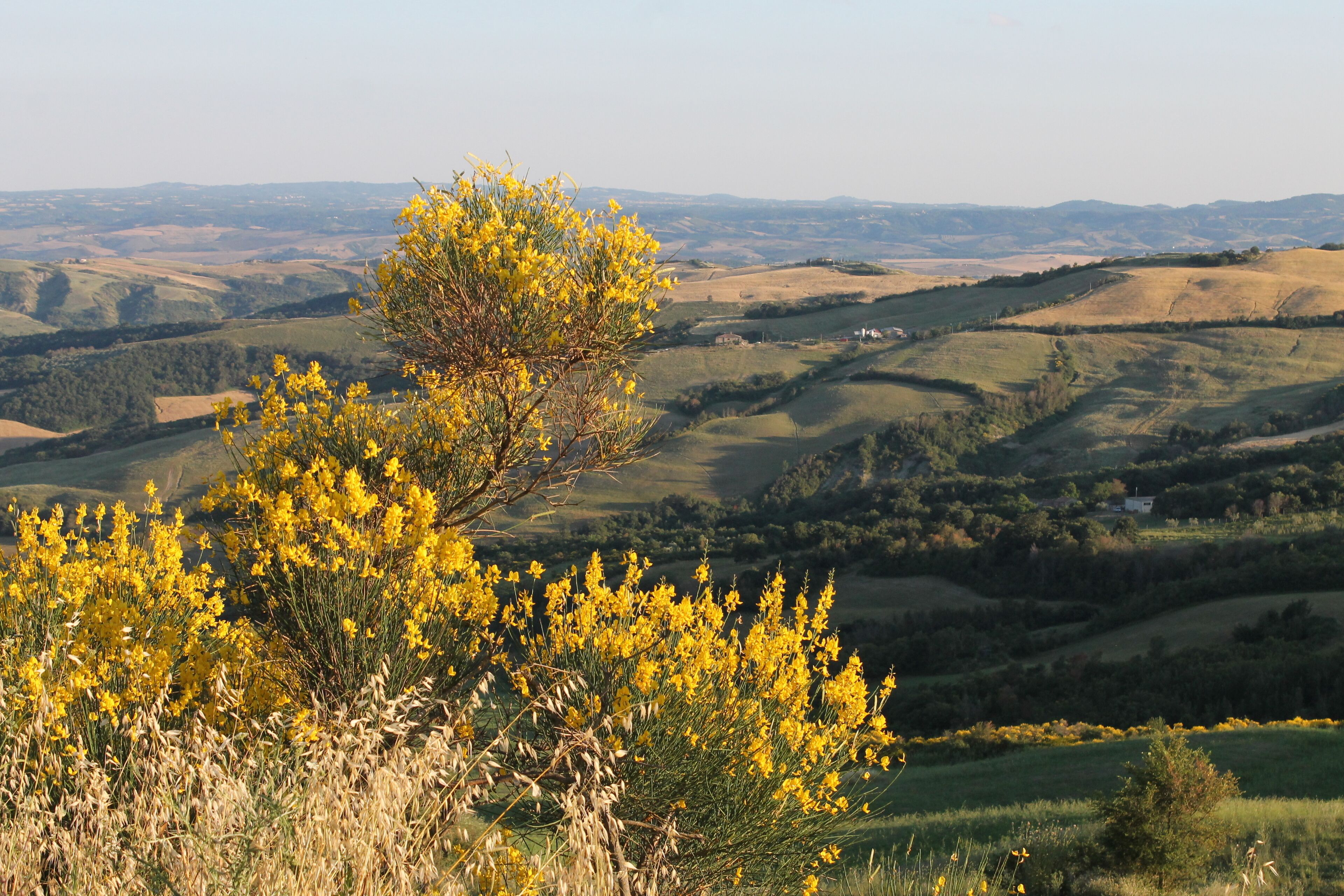 A landscape with rolling hills and a tree with yellow flowers in the foreground.